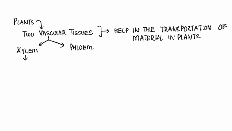 which-structure-transports-water-and-nutrients-from-the-roots-to-the-rest-of-the-plant-a-stem-b-flower-c-phloem-d-xylem-00286