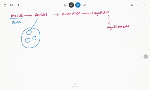 in-the-box-below-draw-a-flow-chart-displaying-the-relationship-between-muscles-fascicles-muscle-fibers-and-myofibrils-27628