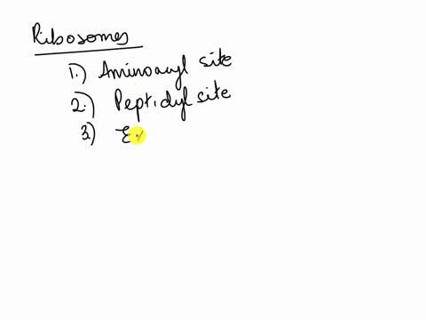 where-does-the-trna-move-to-after-the-peptide-bond-is-formed-when-it-is-ready-to-exit-the-ribosome-directly-to-the-cytosol-p-site-a-site-e-site-65184