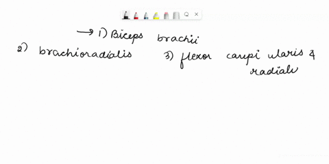 please-answer-6-and-7-muscles-of-the-upper-limb-key-a-biceps-brachii-b-brachialis-brachioradialis-d-extensor-carpi-radialis-longus-c-flexor-carpi-radialis-flexor-carpi-ulnaris-g-flexor-digit-68476