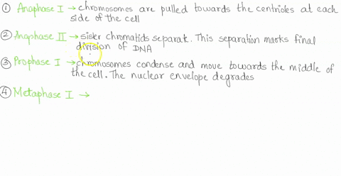 following-diagrams-as-prophase-these-sketches-meiosis-are-out-of-orderelaabesdhe-prophase-h-prometaphese-il-cell-is-prometaphase-metaphase-anaphase-telophase-noteronot-allare-represented-mel-41617