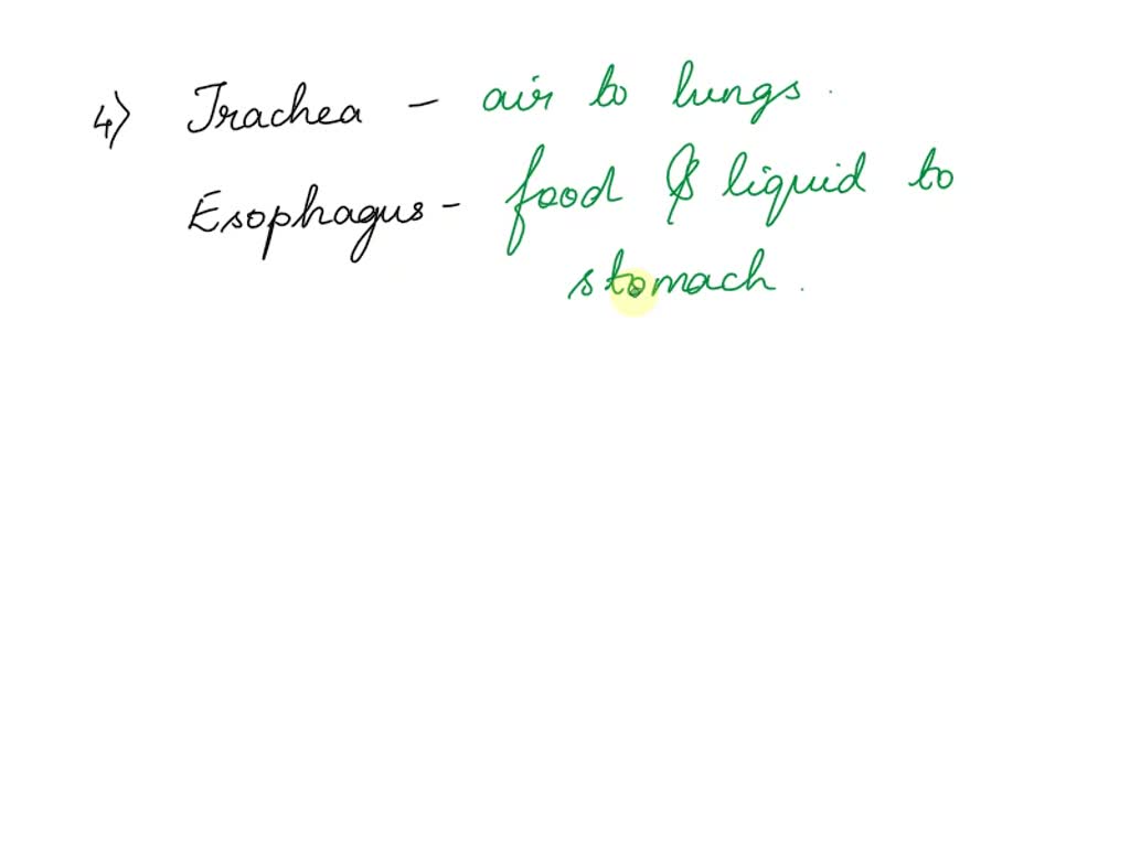SOLVED Describe the structure of the diaphragm. What purpose does the