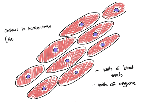 what-role-do-smooth-muscle-cells-perform-in-a-human-body-organ-contraction-skeletal-movement-blood-pumping-heart-contraction-55375
