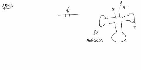 trna-with-the-anticodon-3-acg-5-brings-_____-amino-acid-during-translation-please-submit-your-answer-with-three-letters-50268