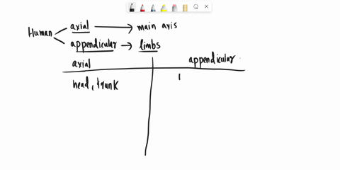 explain-the-difference-between-axial-and-appendicular-muscles-53406