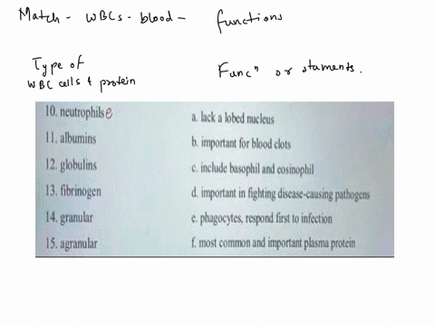 match-the-following-types-of-white-blood-cells-to-their-function-10neutrophilse-alack-a-lobed-nucleus-11albumins-bimportant-for-blood-clots-12globulins-cinclude-basophil-and-cosinophil-13fib-46457