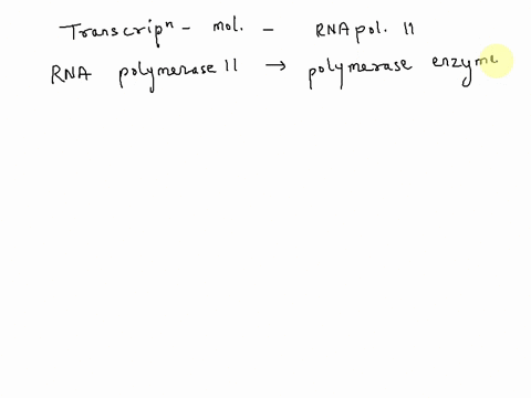 rna-polymerase-ii-is-responsible-for-the-transcription-of-which-biomolecules-a-18s-58s-and-28s-rrna-b-mrna-and-snrna-precursors-c-trna-and-5s-rrna-d-none-of-the-above-50117