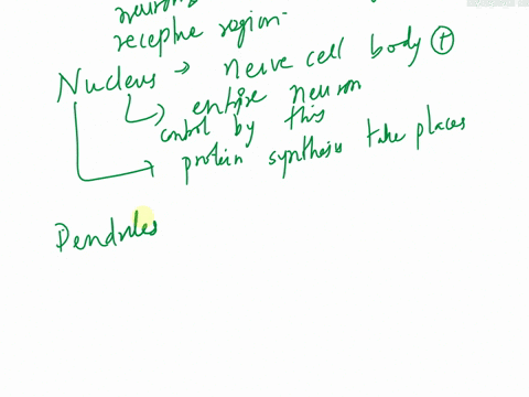 briefly-describe-their-functions-below-soma-cell-body-nucleus-dendrite-axon-hillock-axon-nerve-fiber-myelin-sheath-neurofibril-nodes-nodes-of-ranvier-telodendria-synaptic-knob-axon-collatera-22485