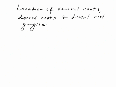 8spinal-nerves-a-compare-the-location-and-function-sensory-or-motor-of-the-ventral-rootsdorsal-rootsand-dorsal-root-ganglia-with-respect-to-the-spinal-cord-b-list-the-number-of-spinal-nerve-77622