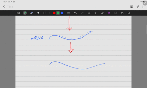 draw-a-schematic-diagram-that-links-dna-replication-transcription-translation-rna-replication-and-reverse-transcription-49307