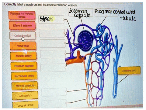 correctly-label-a-nephron-and-its-associated-blood-vessels-correctly-label-a-nephron-and-its-associated-blood-vessels-proximalconvoluted-tubule-efferent-arteriole-collecing-duct-vasa-recta-a-33307