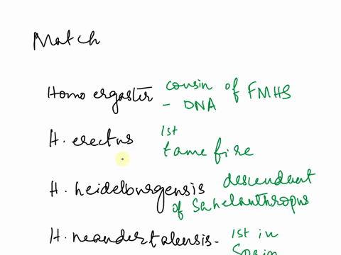 match-the-accomplishment-with-the-species-some-species-names-can-be-used-more-than-once-and-some-may-not-be-an-answer-at-all-homo-ergaster-choose-choose-homo-erectus-first-to-tame-fire-an-im-19486
