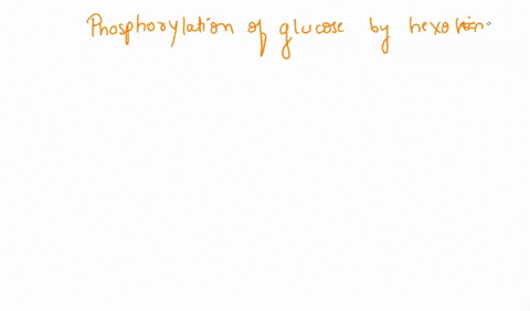 phosphorylation-of-glucose-by-hexokinase-and-phosphofructokinase-is-advantageous-because-a-phosphorylated-sugar-is-more-likely-to-diffuse-into-the-environment-outside-the-cell-the-reaction-c-82583