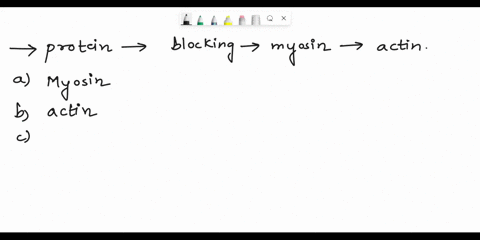 which-protein-is-responsible-for-blocking-the-myosin-binding-site-to-actin-while-the-muscle-is-at-rest-myosin-actin-tropomyosin-troponin-51187