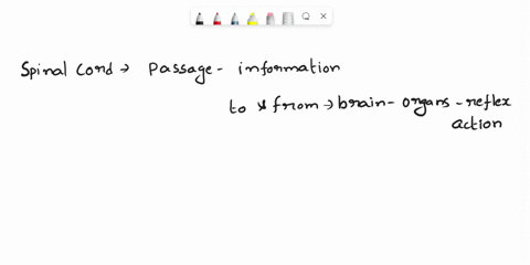 unto-tne-the-spinal-cord-responsible-for-andne-carries-out-reflex-actlon-conduction-tque-intormation-e-8-false-t0-and-the-itom-e-the-brain-and-acetylcholine-ceyionoinsmitter-of-9he-parasympa-80344