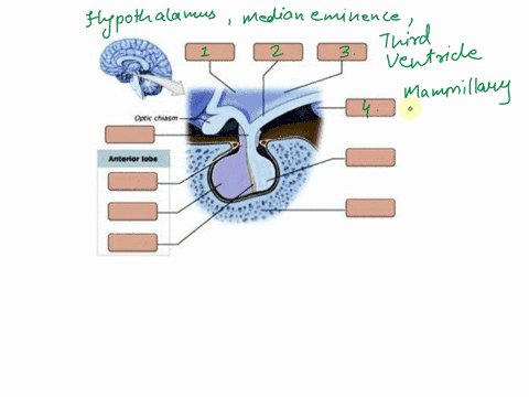 art-labeling-activitythe-anatomy-and-orientation-of-the-pituitary-gland-parta-drag-the-labels-to-the-appropriate-location-in-the-figure-rese-median-emirence-pituiarylobe-thirdventricle-pars-49566