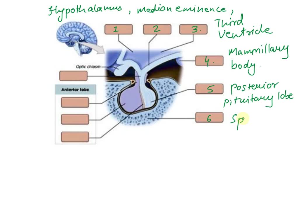 solved-art-labeling-activity-anatomy-and-histology-of-the-thyroid