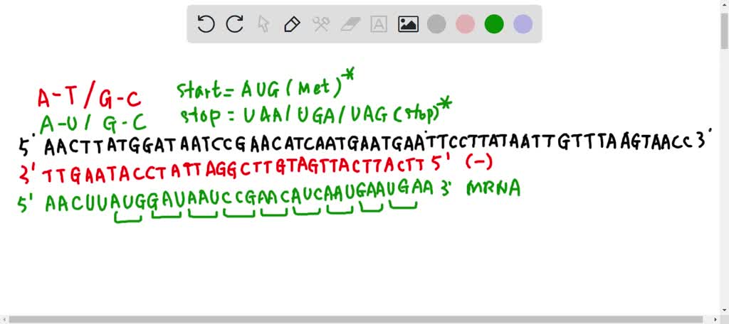 SOLVED: The DNA shown is the + strand of the double-stranded DNA that ...