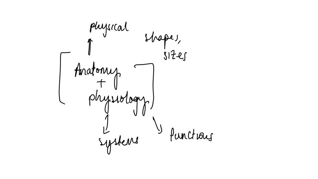 Solved define the relationship between anatomy and physiology discuss