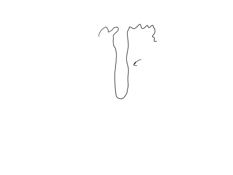 what-happens-to-sodium-and-chloride-in-the-ascending-limb-of-the-nephron-loop