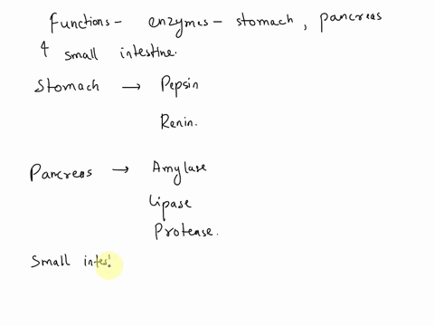 describe-the-functions-of-the-enzymes-secreted-by-the-stomach-pancreas-and-small-intestine-81908