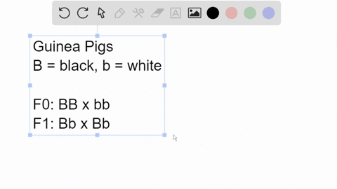 in-guinea-pigs-coat-color-is-determined-by-a-single-gene-with-two-alleles-a-guinea-pig-from-a-true-breeding-black-strain-is-mated-with-a-guinea-pig-from-a-true-breeding-white-strain-the-f1-p-61745