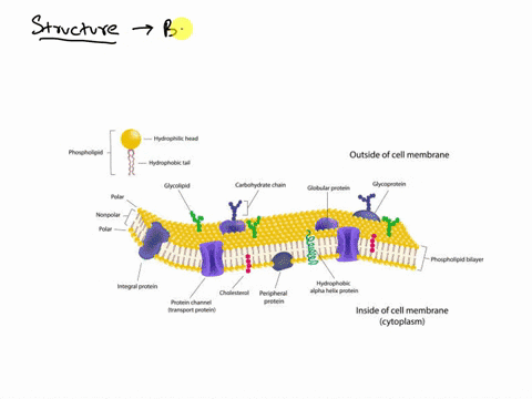 explain-the-cell-membrane-composition-structure-biosynthesis-and-functions-00178