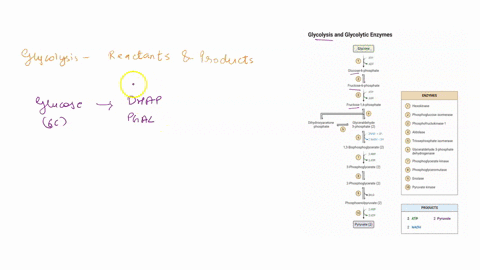 ready-to-go-teaching-module-energy-flow-cellular-respiration-activity-glycolysis-00u-03ig81-0-1-fill-in-the-reactants-and-products-of-glycolysis-include-the-number-of-molecules-where-necessa-29833