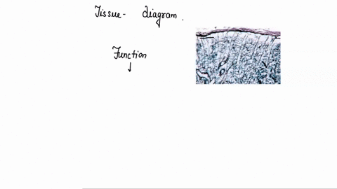 what-type-of-tissue-is-this-this-tissue-provides-a-supporting-framework-is-protective-is-found-in-the-dermis-is-found-in-tendons-serves-as-insulation-03188