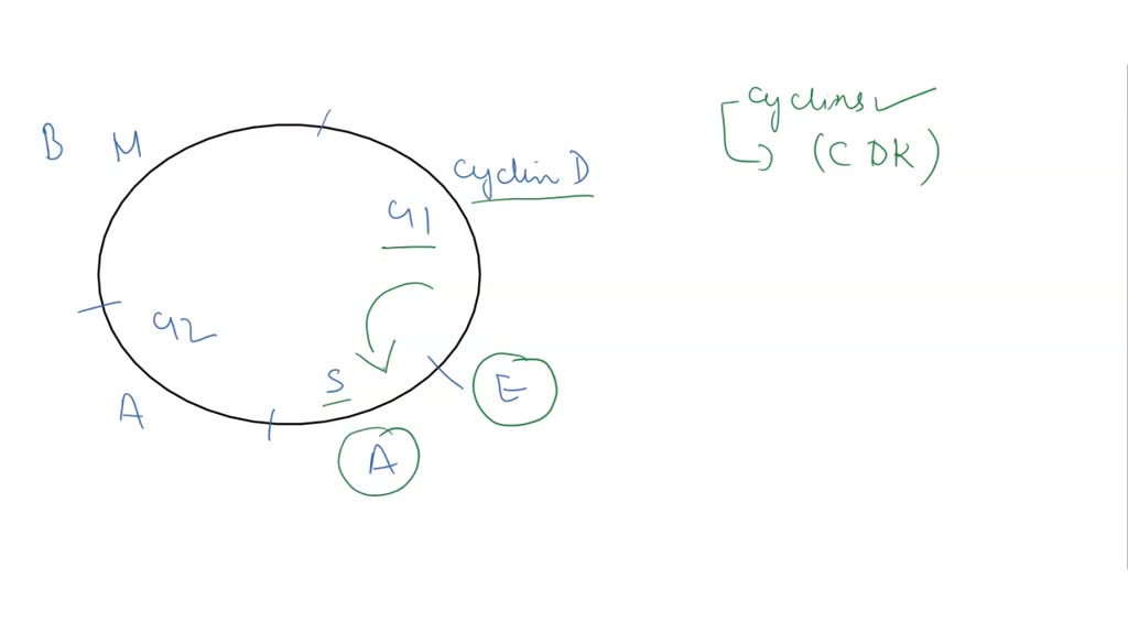 solved-question-16-the-control-of-the-cell-cycle-in-eukaryotes-is