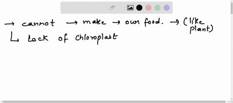 why-we-cannot-make-our-food-ourselves-by-photosynthesis-like-plants-do-05293
