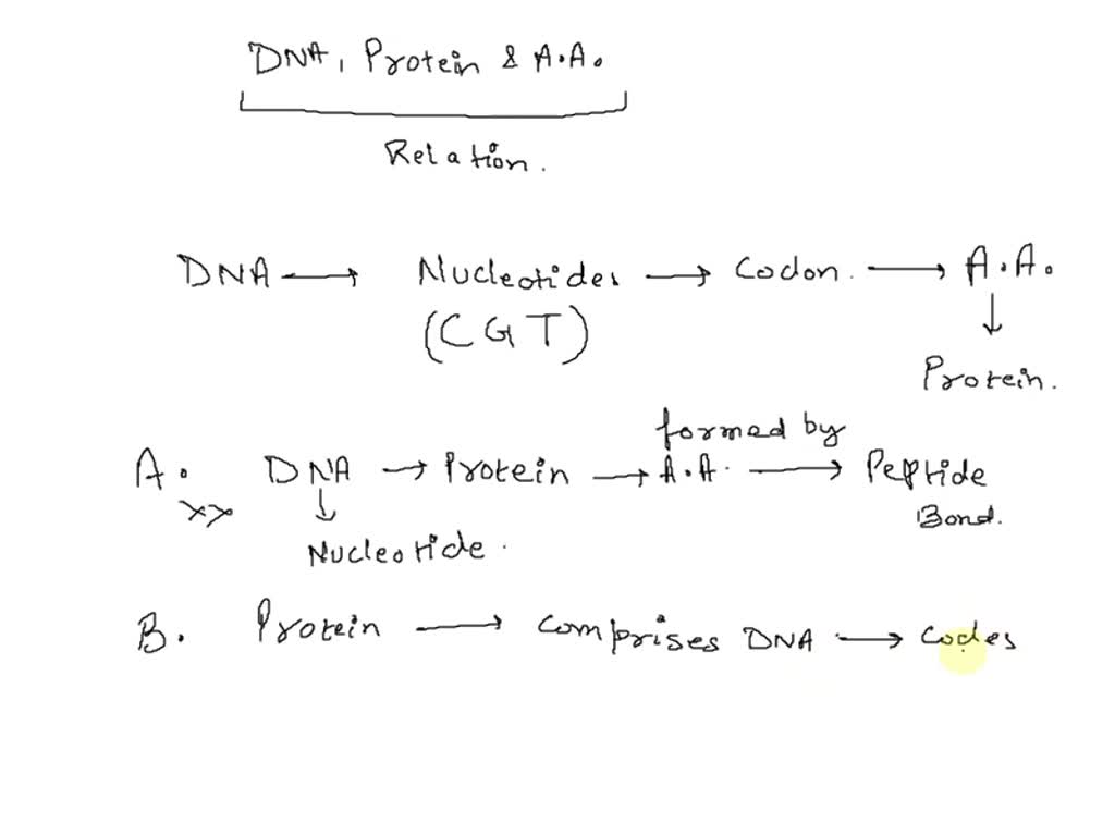 SOLVED Which statement summarizes the relationship between DNA