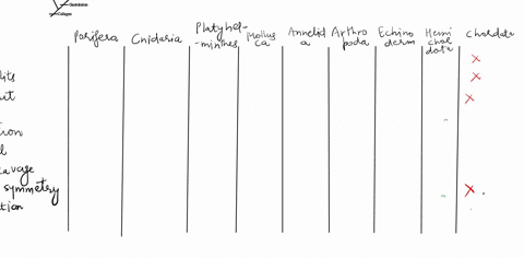 describe-how-the-pattern-in-the-chart-reflects-the-pattern-of-the-cladogram-30303