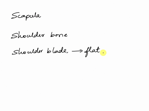 3-name-f-the-shoulder-bone-is-a-acetabulum-b-pelvic-c-scapula-d-clavicle-27372