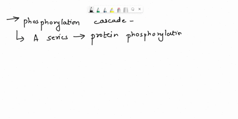 what-is-a-phosphorylation-cascade-how-does-it-allow-for-signal-amplification-and-what-is-the-advantage-of-this-59398