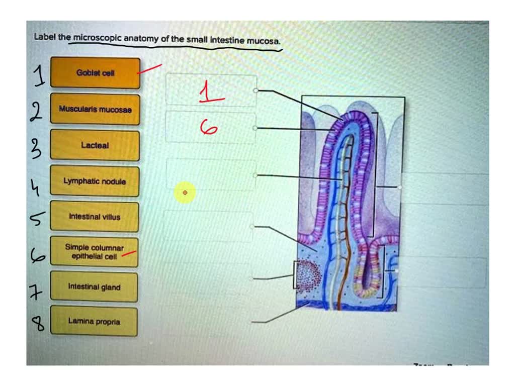 Correctly Label The Following Tissues Of The Digestive Tract. SOLVED: Correctly label the following tissues of the digestive tract
