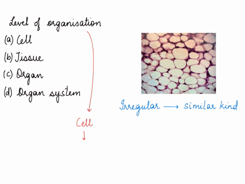 which-level-of-organization-is-pictured-cell-tissue-organ-organ-system-plz-help-asap-on-a-timer-93334