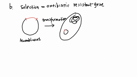 please-help-with-the-following-question-thank-you-2-you-purchase-a-new-plasmid-for-bacterial-gene-expression-from-a-company-a-you-receive-10-ng-of-plasmid-dna-what-is-the-first-step-you-need-91847