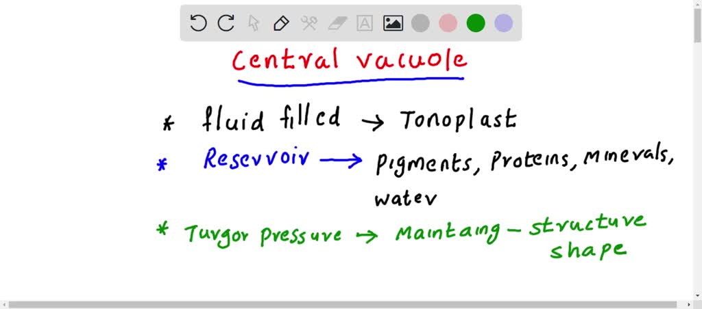 plant cells have a large central storage