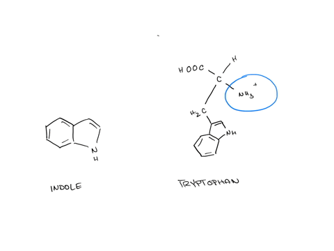 2-at-ph-7-the-amino-acid-tryptophan-crosses-the-a-lipid-bilayer-at-approximately-one-thousandth-the-rate-of-indole-below-suggest-an-explanation-for-this-observation_-indole-60024