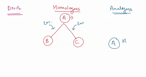 when-two-dna-sequences-are-similar-because-they-are-both-descended-from-the-same-dna-sequence-in-a-common-ancestor-those-dna-sequences-are-considered-to-be-analogous-heterologous-heterozygou-65304