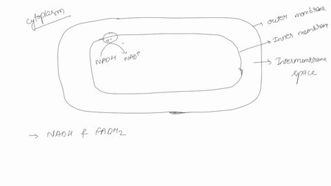 ia-explain-how-the-proton-gradient-is-formed-in-mitochondria-be-sure-to-address-where-the-energy-orginates-from-and-how-the-energy-is-transfered-ib-how-is-the-energy-in-the-form-of-a-proton-63876