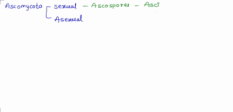 the-asexual-spores-produced-by-members-of-the-phylum-ascomycota-are-called-a-mycorrhizae-b-mushrooms-c-asci-d-conidia-q2-how-many-ascospores-are-present-in-each-ascus-of-most-agaricomycotina-19828