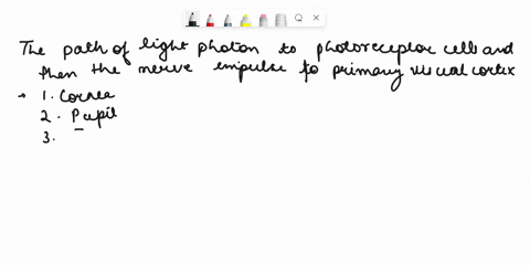 trace-the-path-of-a-light-photon-to-the-photoreceptor-cells-and-then-trace-the-nerve-impulse-to-the-primary-visual-cortex-1-cornea-8-ganglion-cells-2-pupil-9-3-10-4-lens-11-optic-tract-5-12-66096