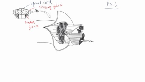 pre-lab-exercise-14-2-peripheral-nerve-anatomy-labl-and-color-the-periphcral-ncrve-uixgram-in-figure-141-with-the-terms-from-exercise-14-1-p-3671-usc-your-text-and-excrcis-4-thts-utiil-fur-r-65478