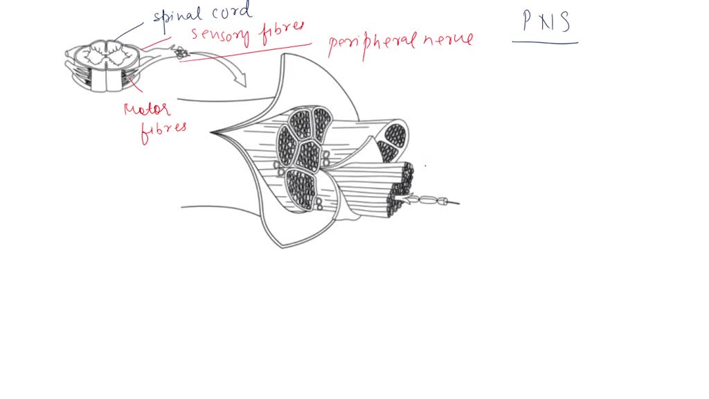 Solved Spinal Nerve Plexuses Cervical Plexus Brachial Plexus Lumbar Plexus Sacral Plexus 6457