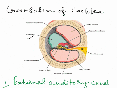 senses-lab-activity-7cochlear-structureslabel-the-following-on-the-cross-section-of-the-cochlea-scala-vestibuli-vestibular-duct-scala-tympanitympanic-duct-cochlear-duct-scala-media-vestibula-53023