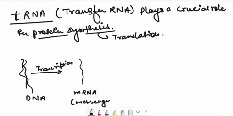 what-is-the-role-of-trna-a-trna-brings-over-the-correct-amino-acid-by-using-the-anticodon-to-match-to-the-mrna-during-translation-b-trna-acts-as-a-substitute-for-mrna-when-there-is-a-mutatio-16687