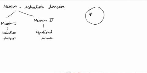 after-meiosis-1-are-the-resulting-cells-haploid-or-diploid-how-can-you-tell-group-of-answer-choices-1-haploid-there-are-no-sister-chromatids-2-diploid-there-are-homologous-pairs-3-haploid-th-41614