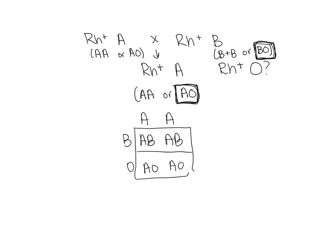 SOLVED: An Rh* man, type A blood, marries an Rh woman, type B blood ...